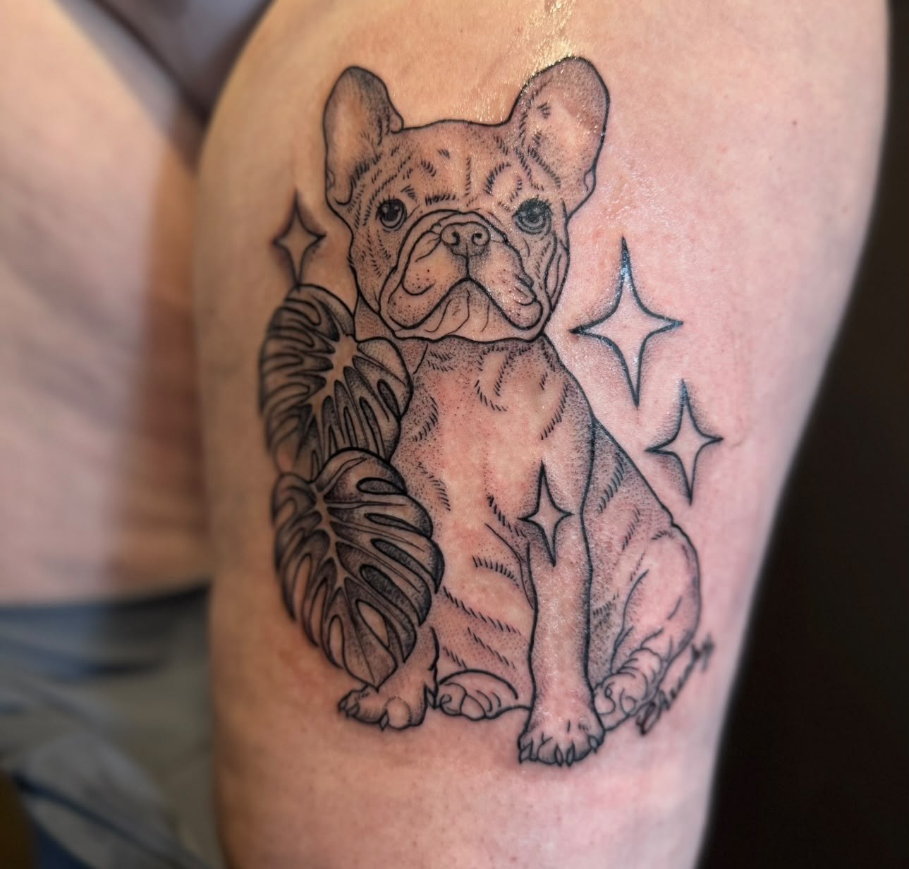 Französische Bulldogge mit Monstera-Blatt
